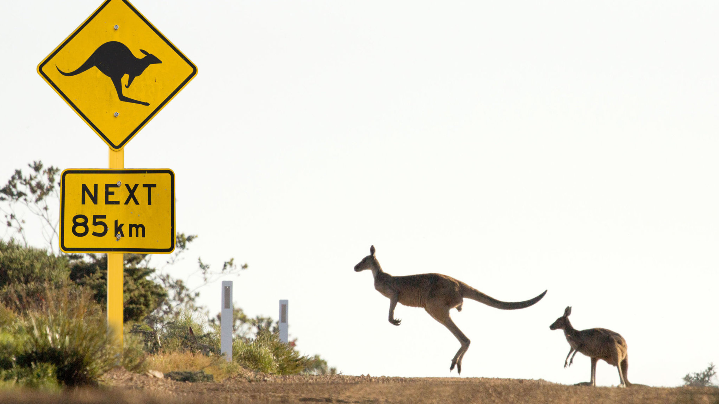 "Highway durch Australien: Die Nullarbor" - Graue Riesenkängurus und ein entsprechendes Warnschild am Straßenrand.