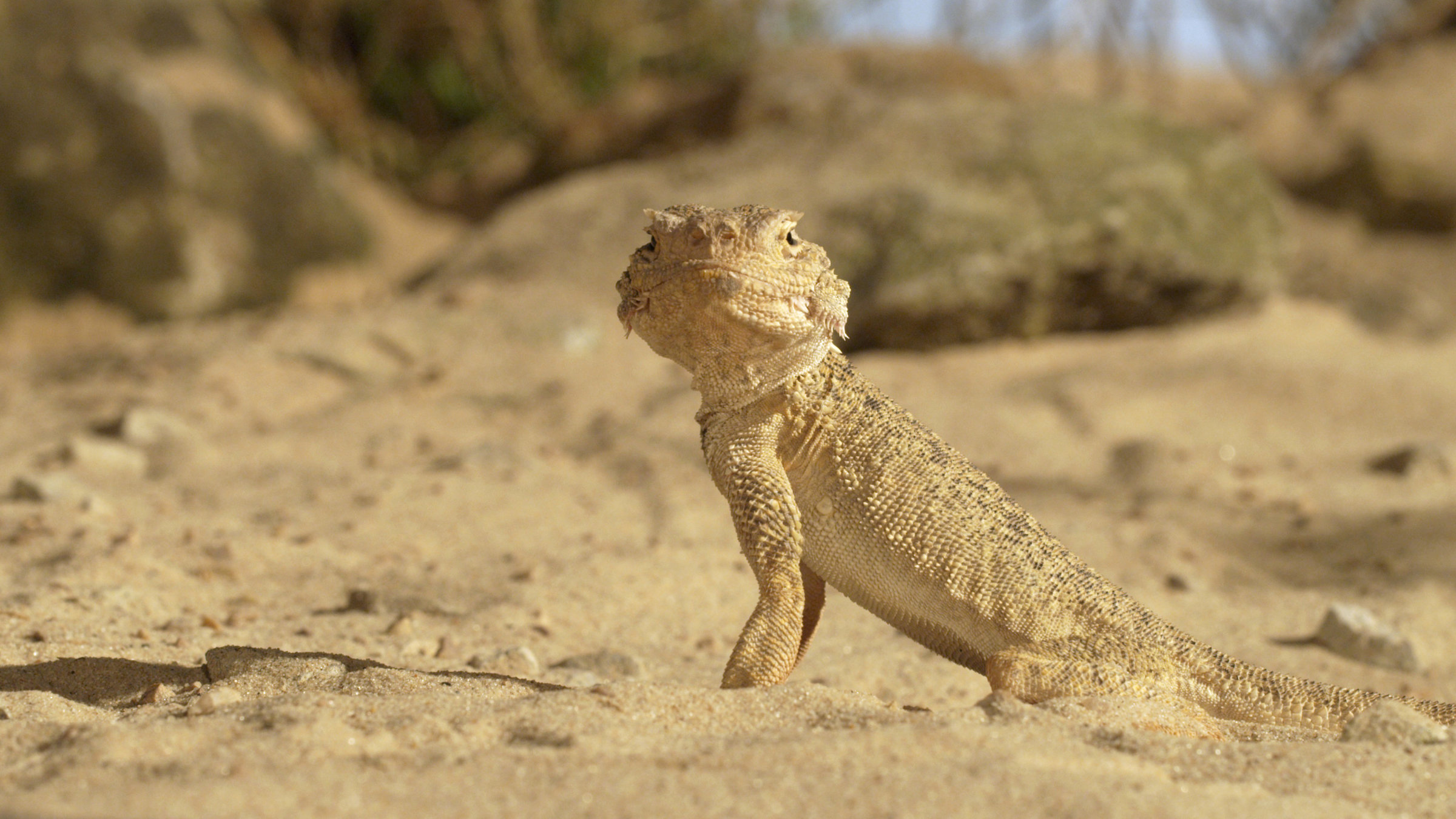 "Naturparadies: Russland - Überlebenskünstler zwischen Arktis und Wüste": Echse in wüstenartiger Landschaft, schaut in die Kamera.