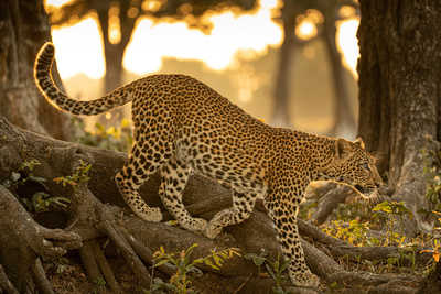 Olimba - Königin der Leoparden