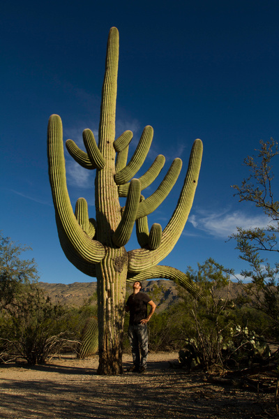 Amerikas Naturwunder: Die Saguarowüste