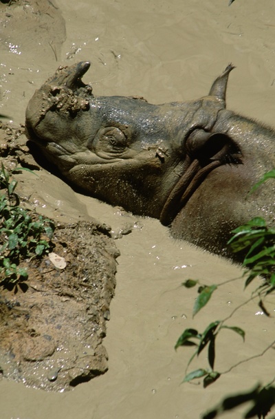 Naturparadiese am Äquator - Borneo und Sumatra