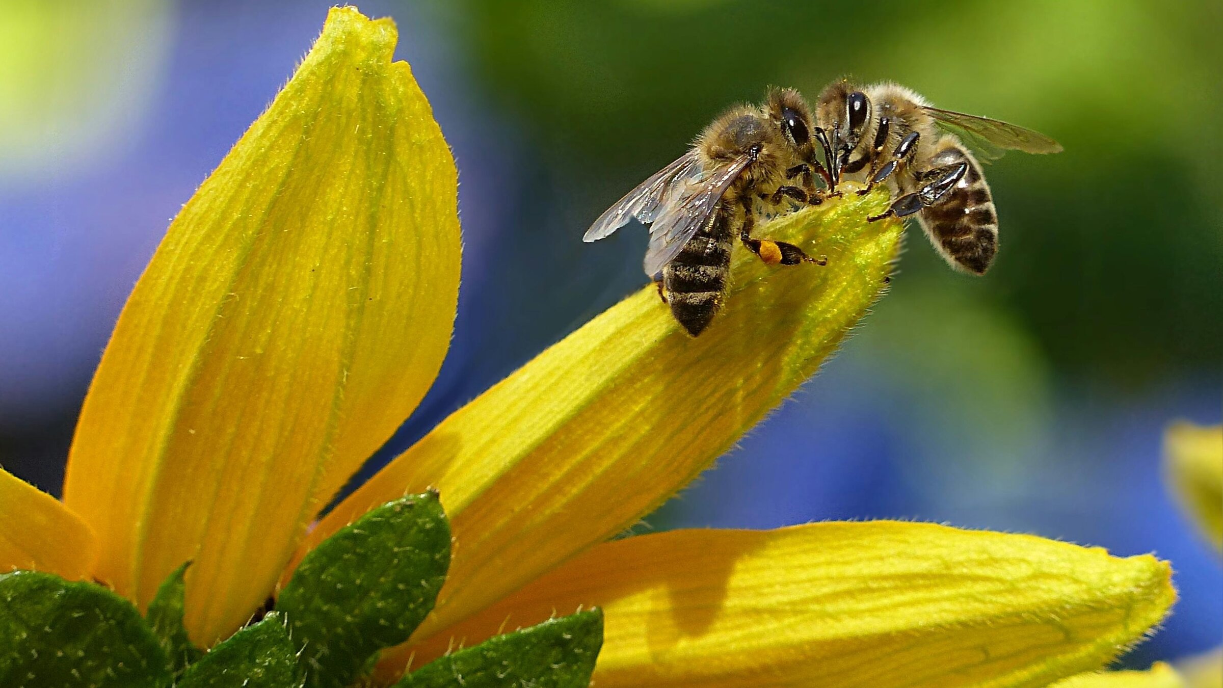 âTierische Superhelden - Meister der Kommunikation": Zwei Bienen sitzen auf einer gelben BlÃ¼te vor einem unscharfen grÃ¼n-blauen Hintergrund.