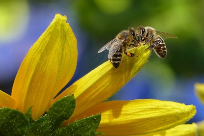 Tierische Superhelden (2/6)
