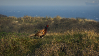 Strände Europas: Spiekeroog