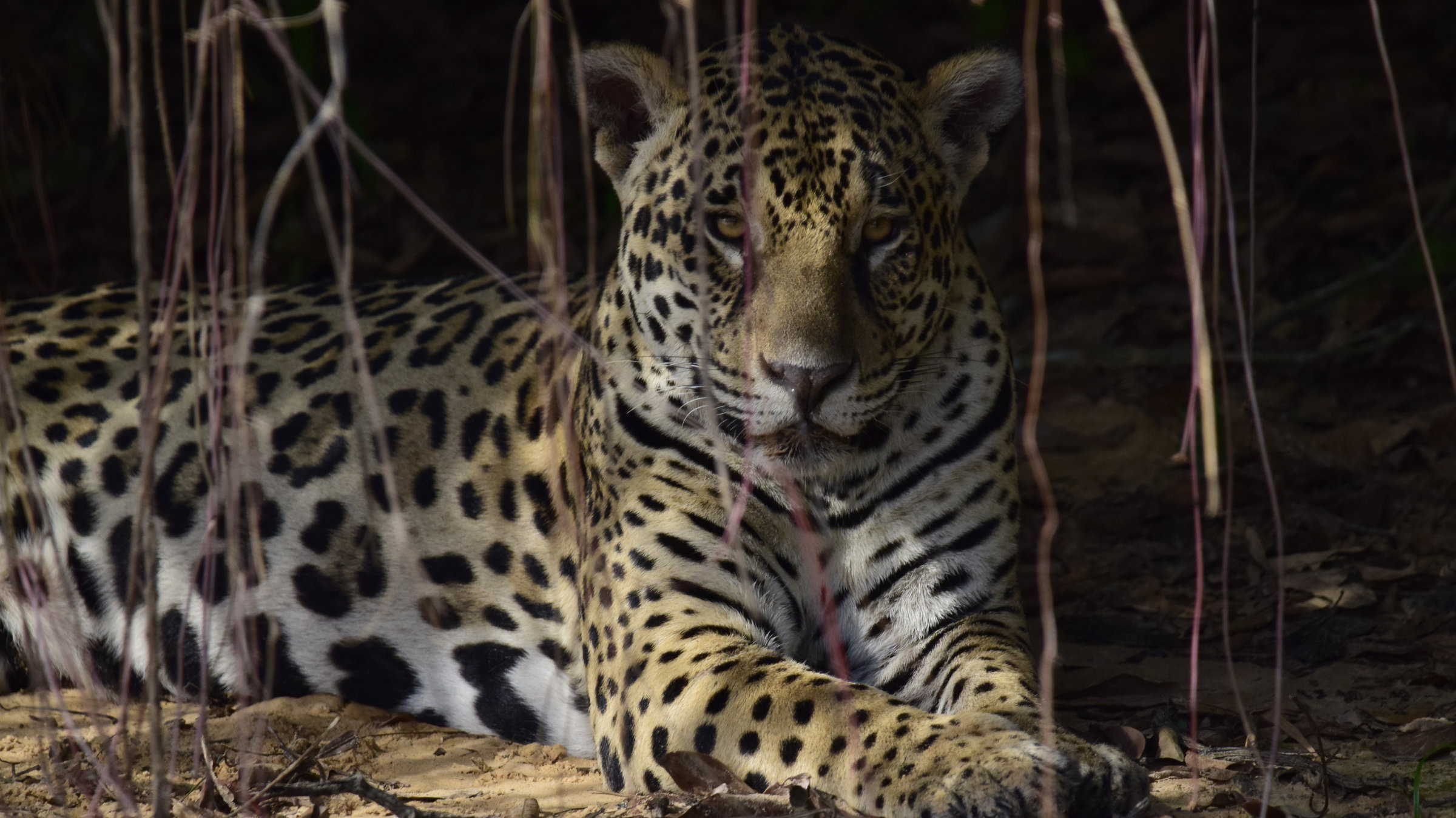"Wildes Pantanal - Jaguar-Land“: Großaufnahme eines Jaguar hinter Wurzeln