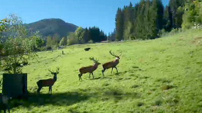 Der steirische Alpentierpark Mautern