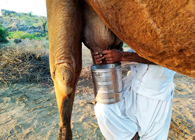 Hüter der Erde: Kamelhirten in Rajasthan