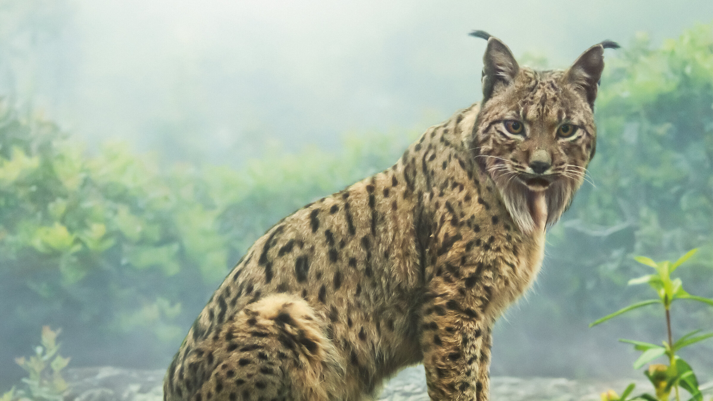 "Terra X: Sieben Kontinente - Ein Planet: Europa": Ein Iberischer Luchs in Großaufnahme.