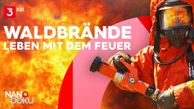 Waldbrände: Leben mit dem Feuer