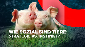 Wie sozial sind Tiere: Strategie vs. Instinkt?