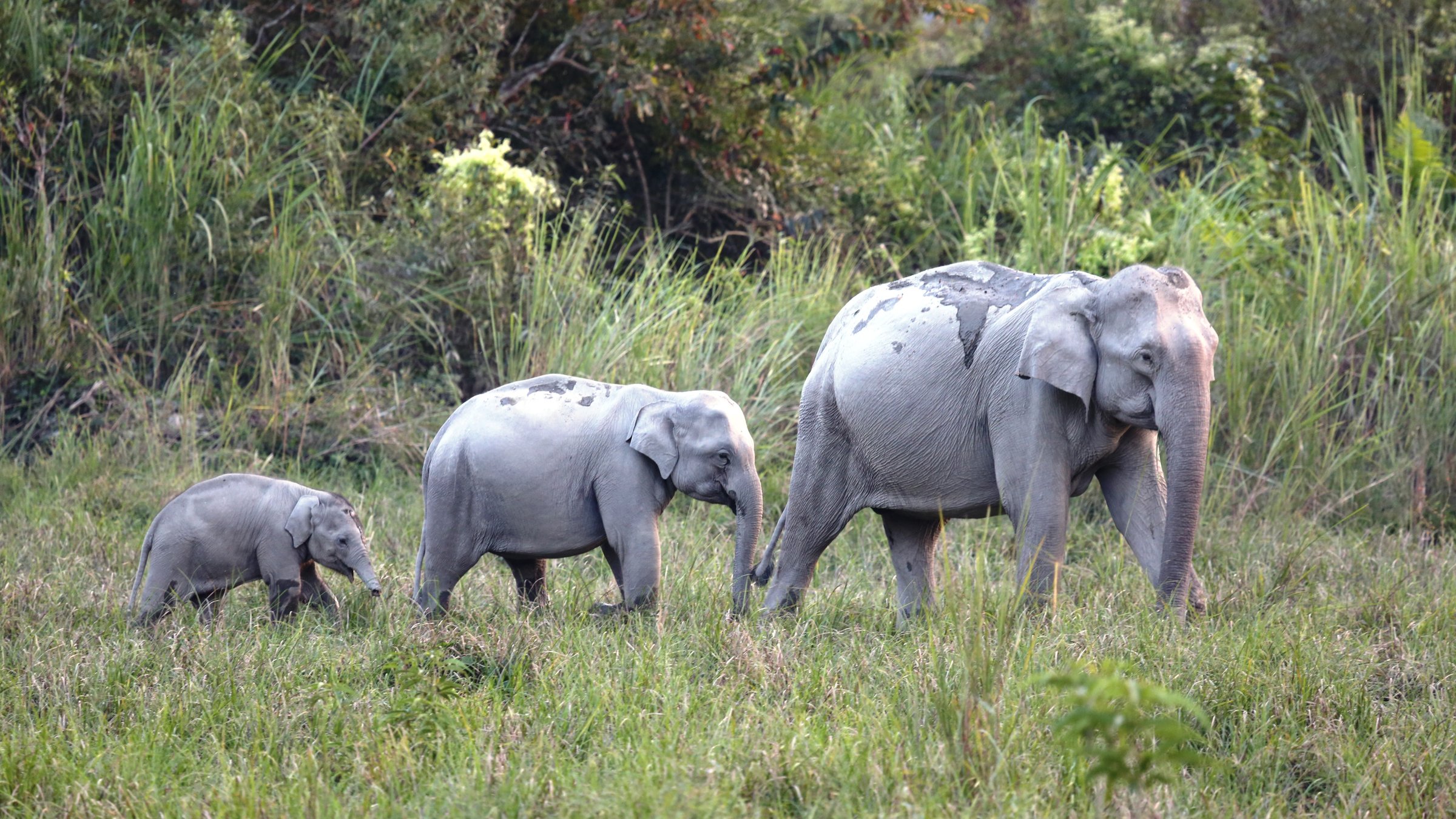"Terra X - Kielings wilde Welt (2)": Elefantenfamilie Kazigranga