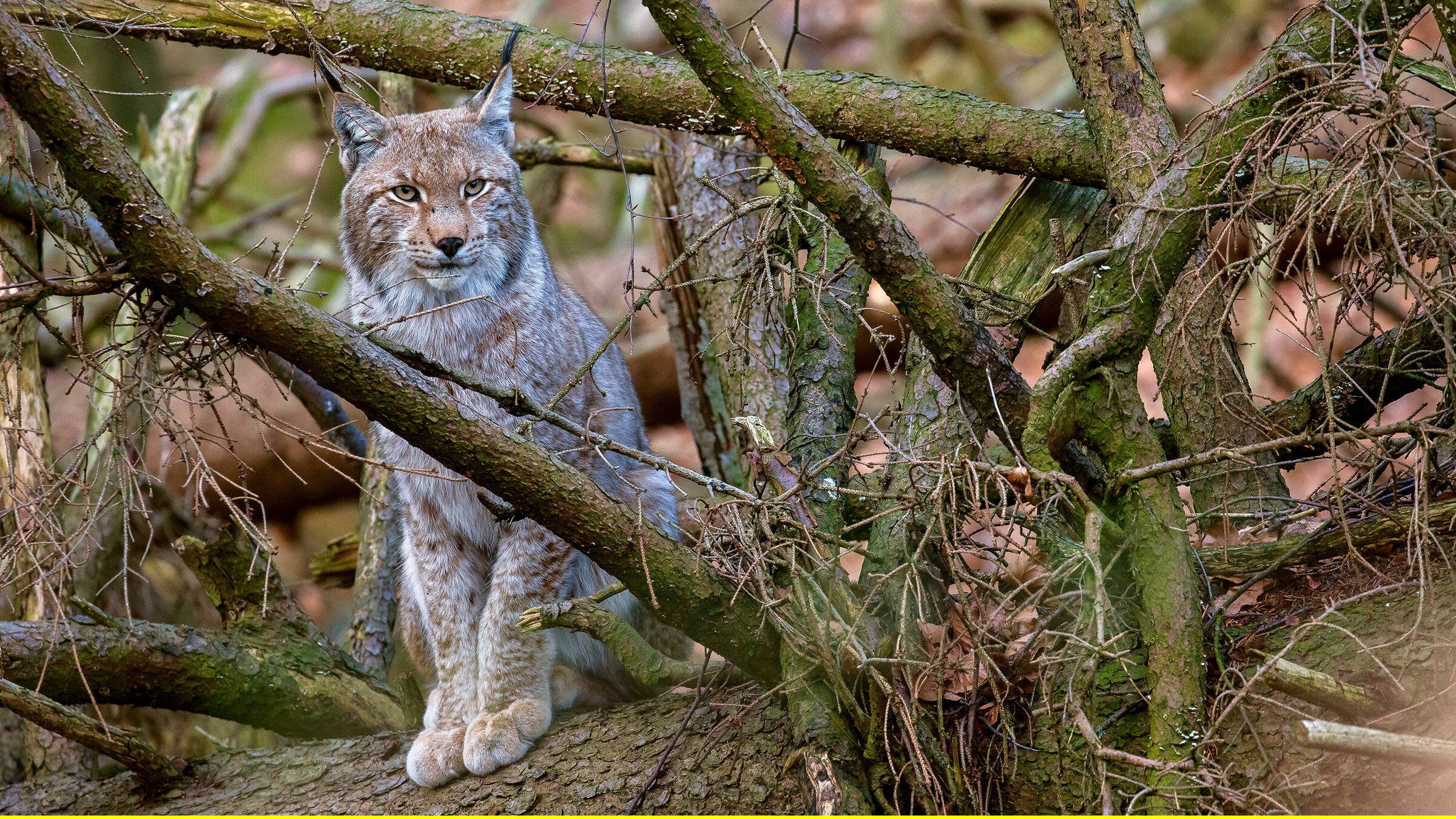 "Der Harz - Eisige Gipfel, wilde Täler": Seit dem Jahr 2000 gibt es wieder Luchse im Harz – einem Auswilderungsprojekt sei Dank.