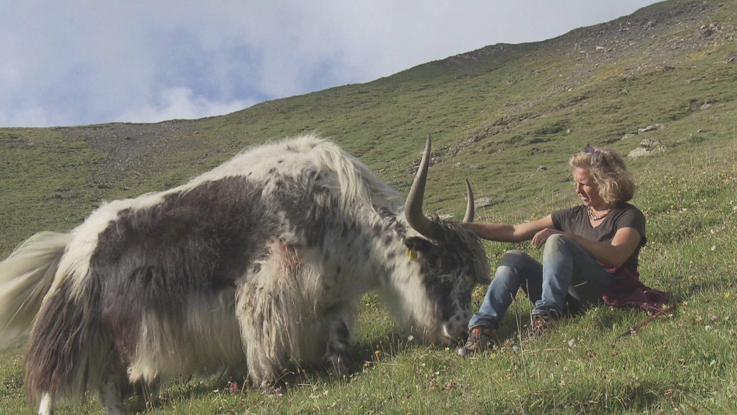 "SCHWEIZWEIT: Alpenüberquerung mit Yaks": Yak Züchterin Rosula Blanc mit einem ihrer Schützlinge