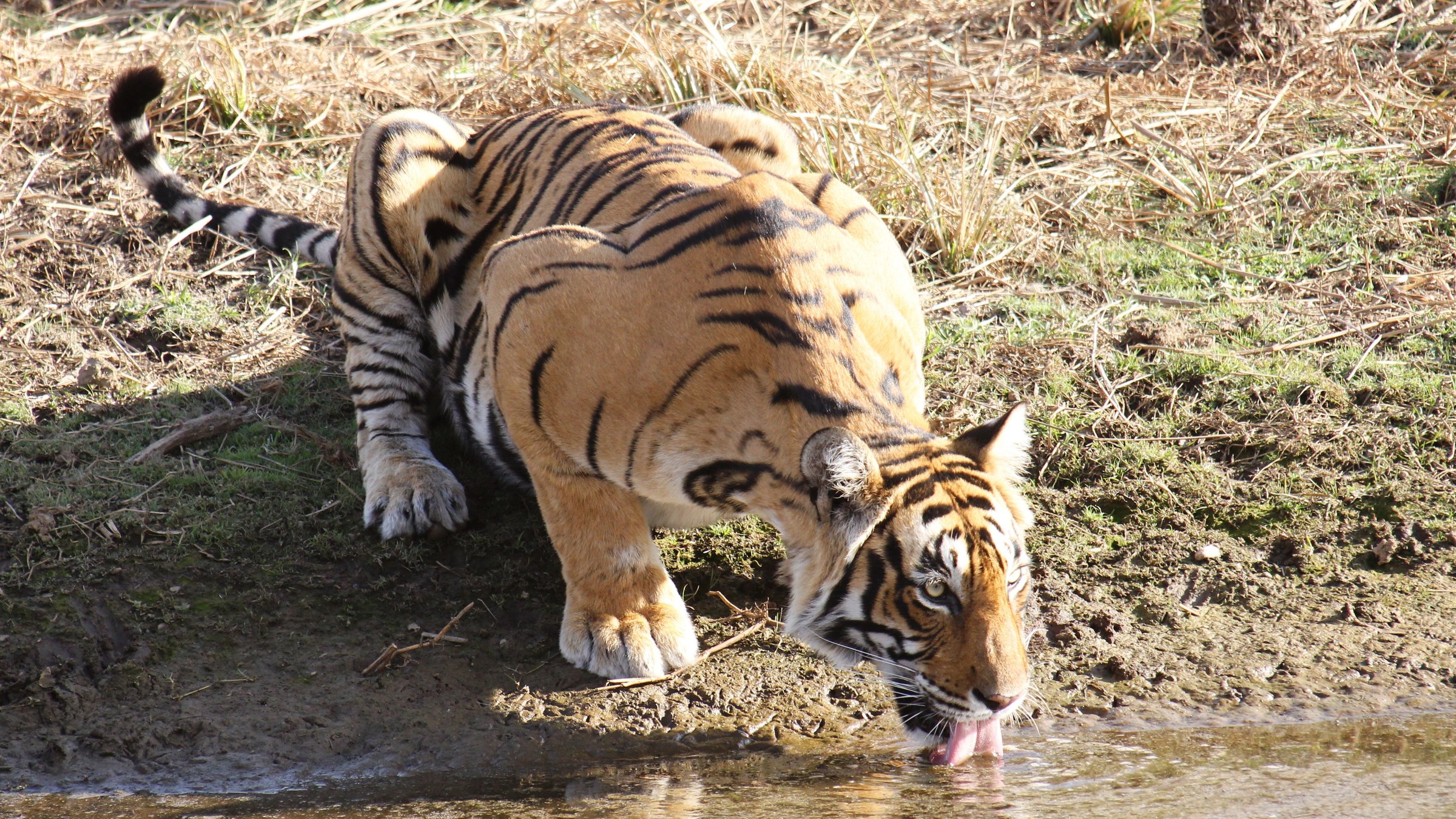 "Terra X: Kielings wilde Welt (1)": Ein Bengalischer Tiger im Ranthambhore-Nationalpark, Indien, trinkt am Fluss.