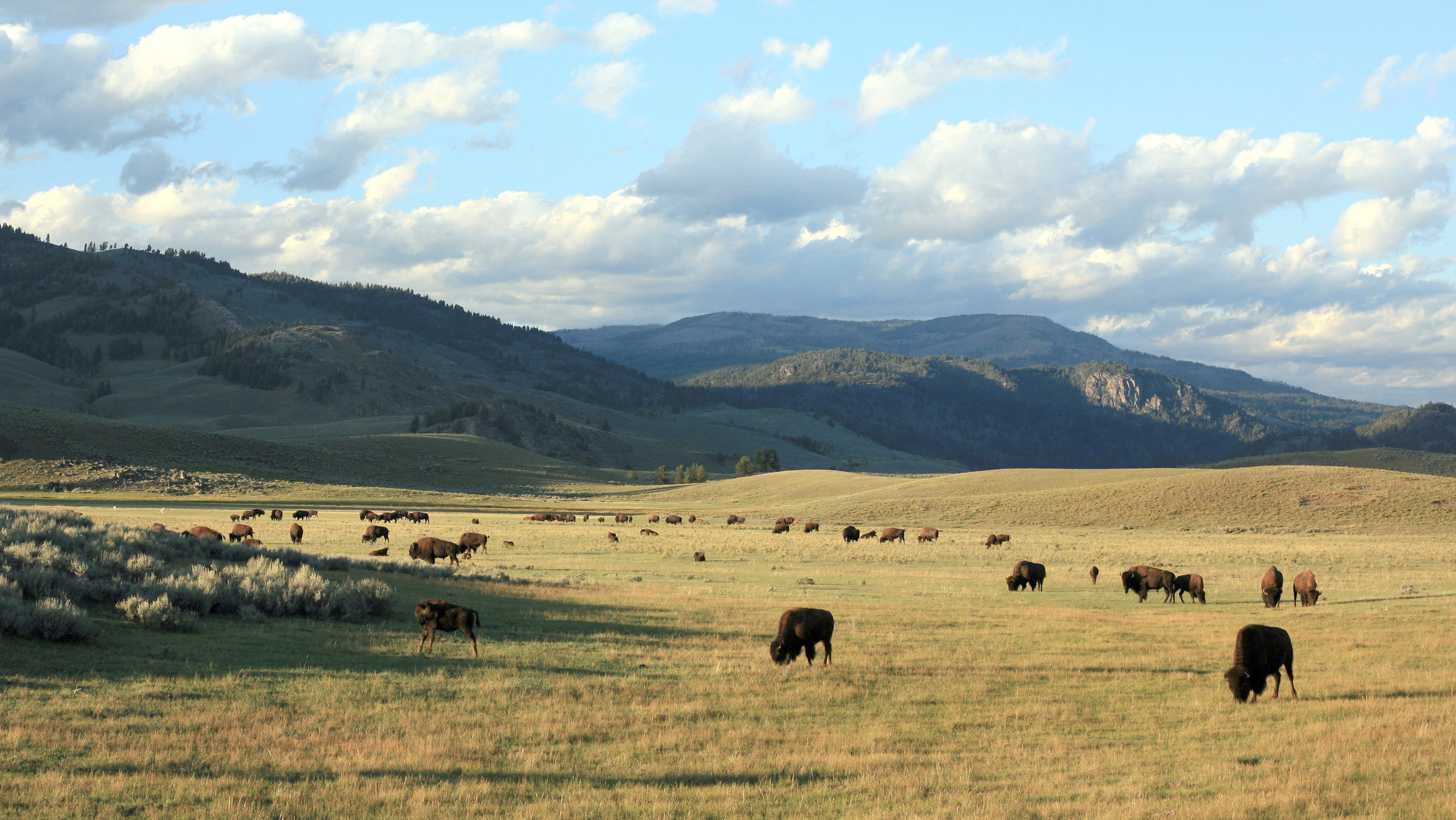 "Yellowstone - Leben auf dem Vulkan": Landschaftspanorama mit Bisonherde
