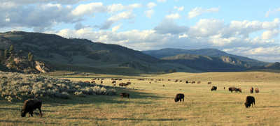 Yellowstone - Leben auf dem Vulkan