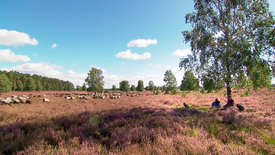 Lüneburger Heide, da will ich hin!