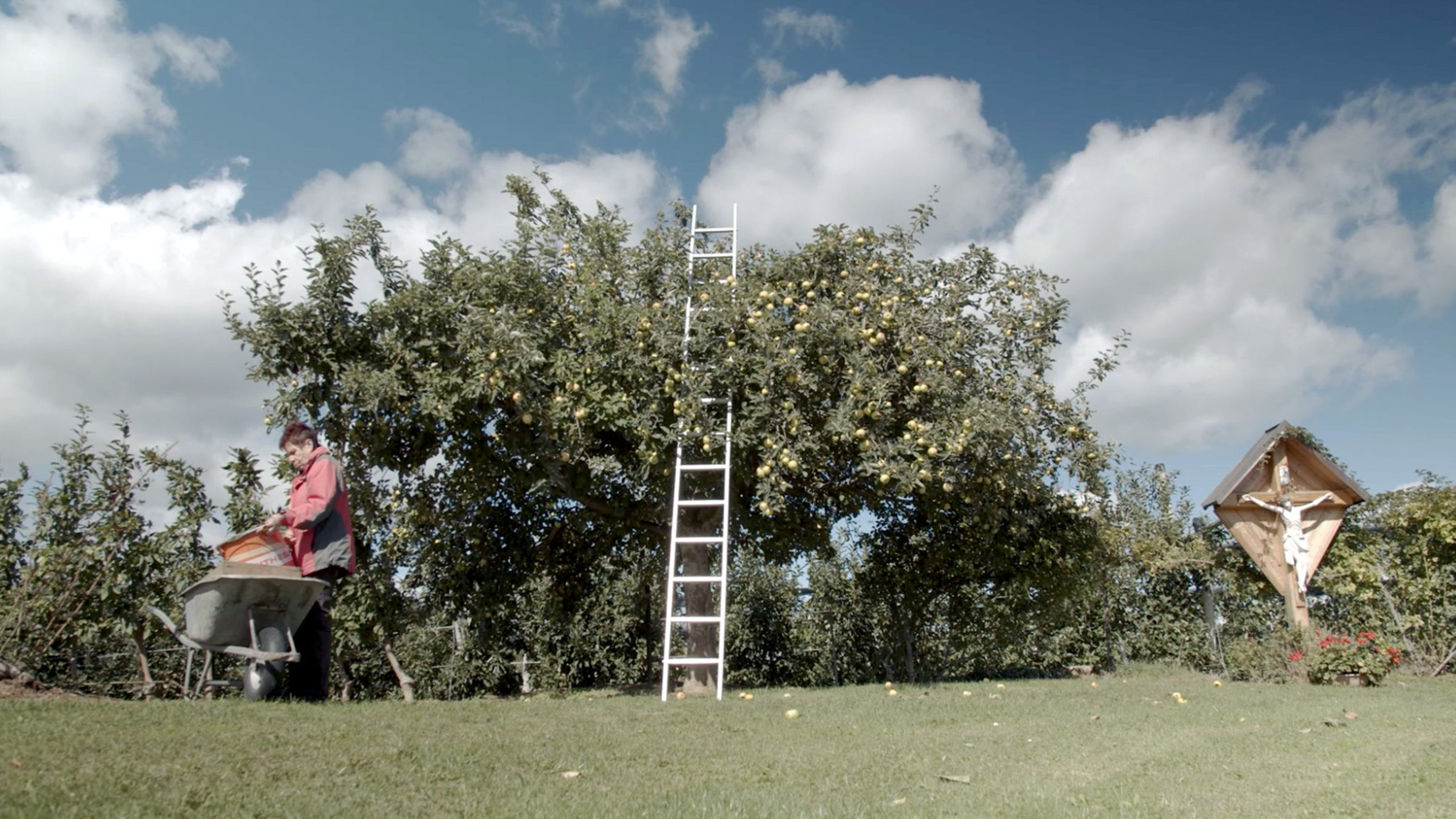 "An der steirischen Apfelstraße": Obstbäuerin Maria Pirchheim erntet die ersten Äpfel noch per Hand.
