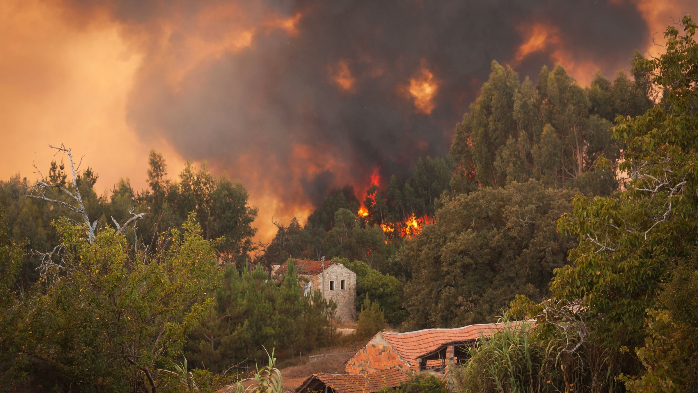 "planet e.: Wenn die Wälder brennen": Waldbrand in Portugal.