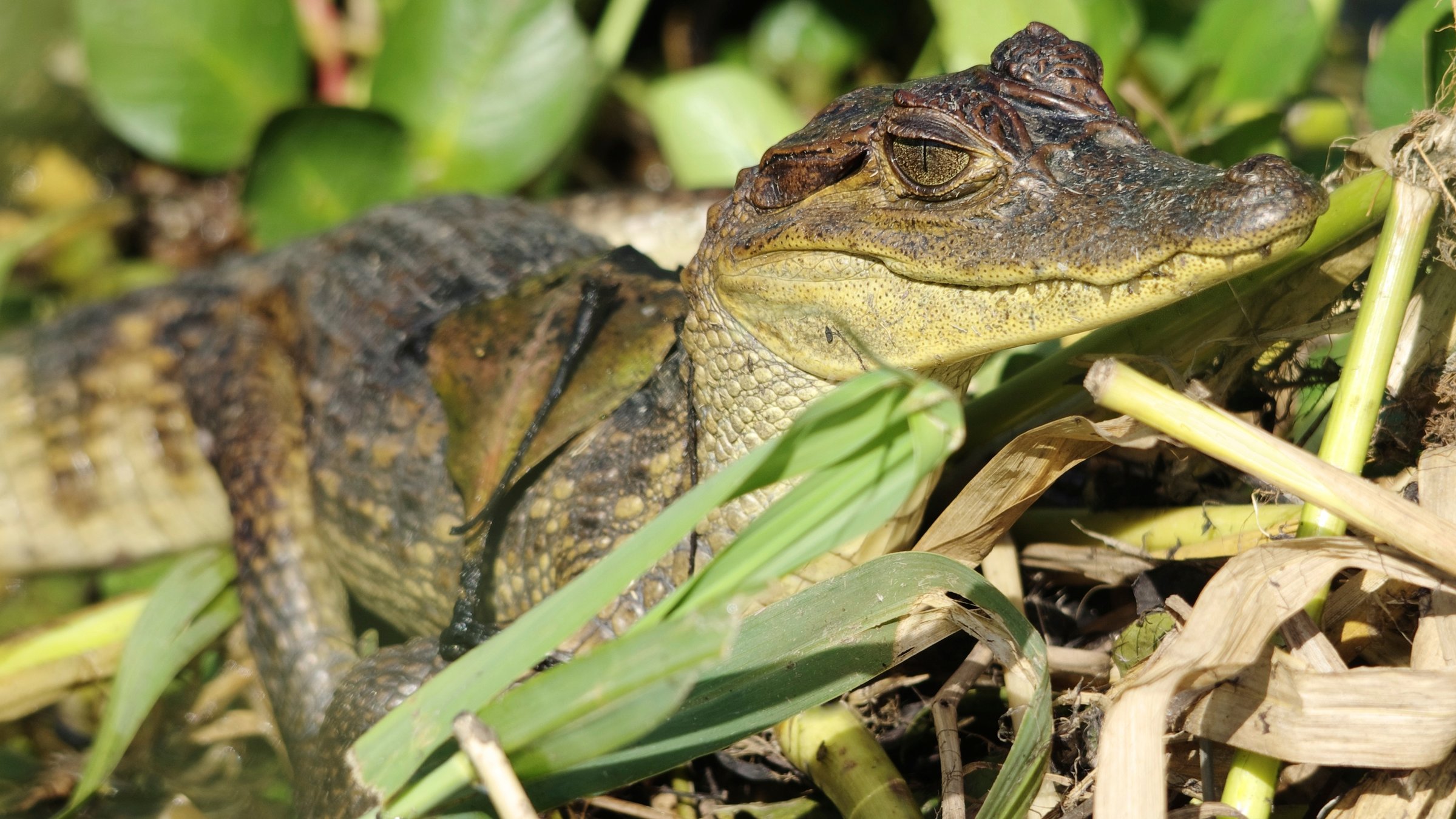 "Naturparadiese am Äquator (5/5) - Amazonas": Kleiner Kaiman sitzt in Gräsern.