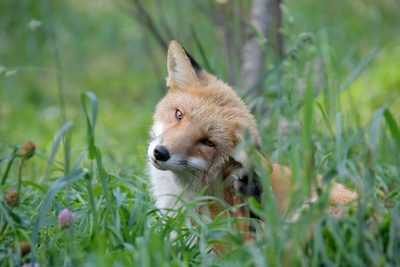 Unter Wölfen, Bären und Geiern - Ein Jahr im Wildpark Mautern