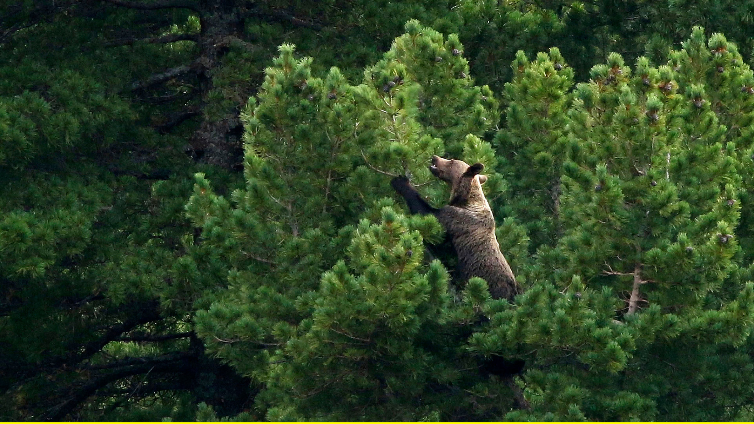 "Die Hohe Tatra": Braunbären lieben die Zapfen der Zirbelkiefern – dafür steigen sie sogar bis in die Baumwipfel.