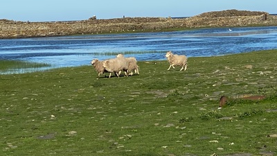 Leben an der Nordsee: Schottland und die Orkneys
