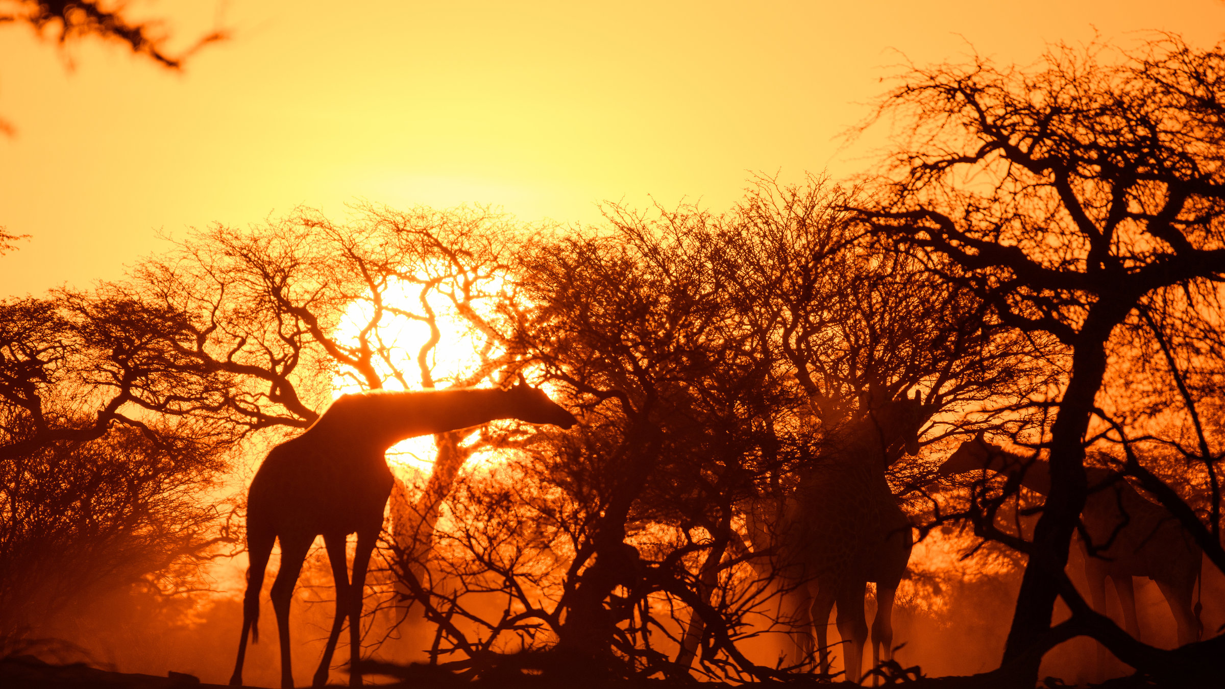 "Terra X - Abenteuer Namibia": Giraffen zwischen Bäumen vor der untergehenden Sonne.