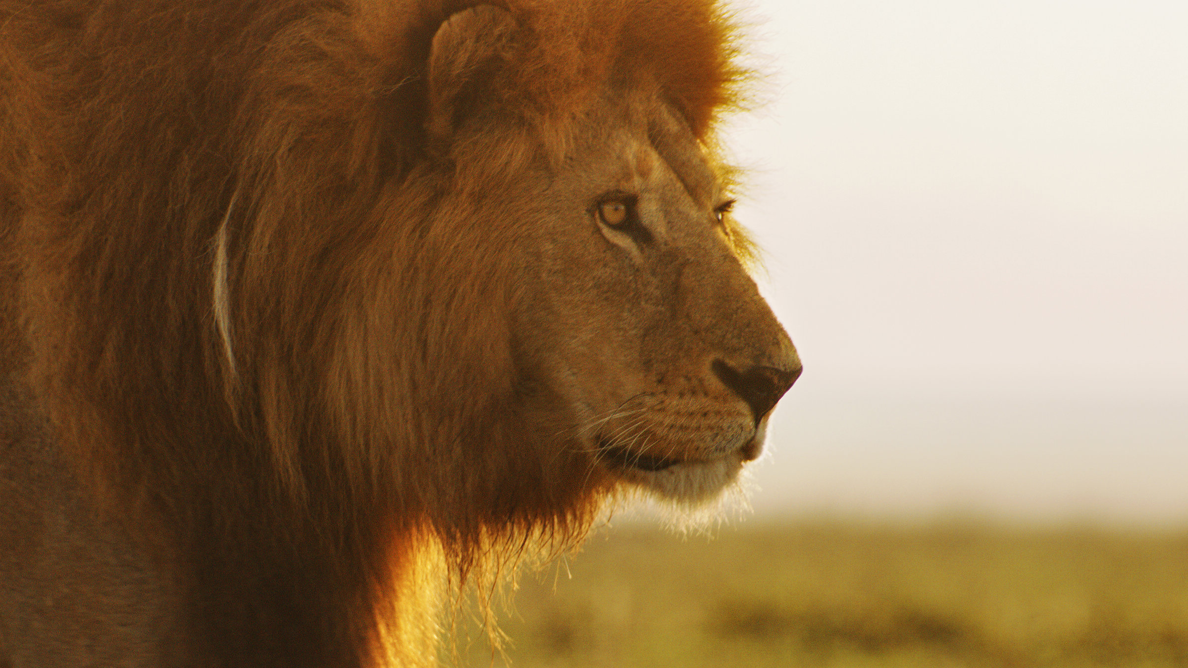 "Terra X: Serengeti - wilde Geschichten aus der Savanne - Rivalen der Macht": Der Kopf eines Löwen im Abendlicht