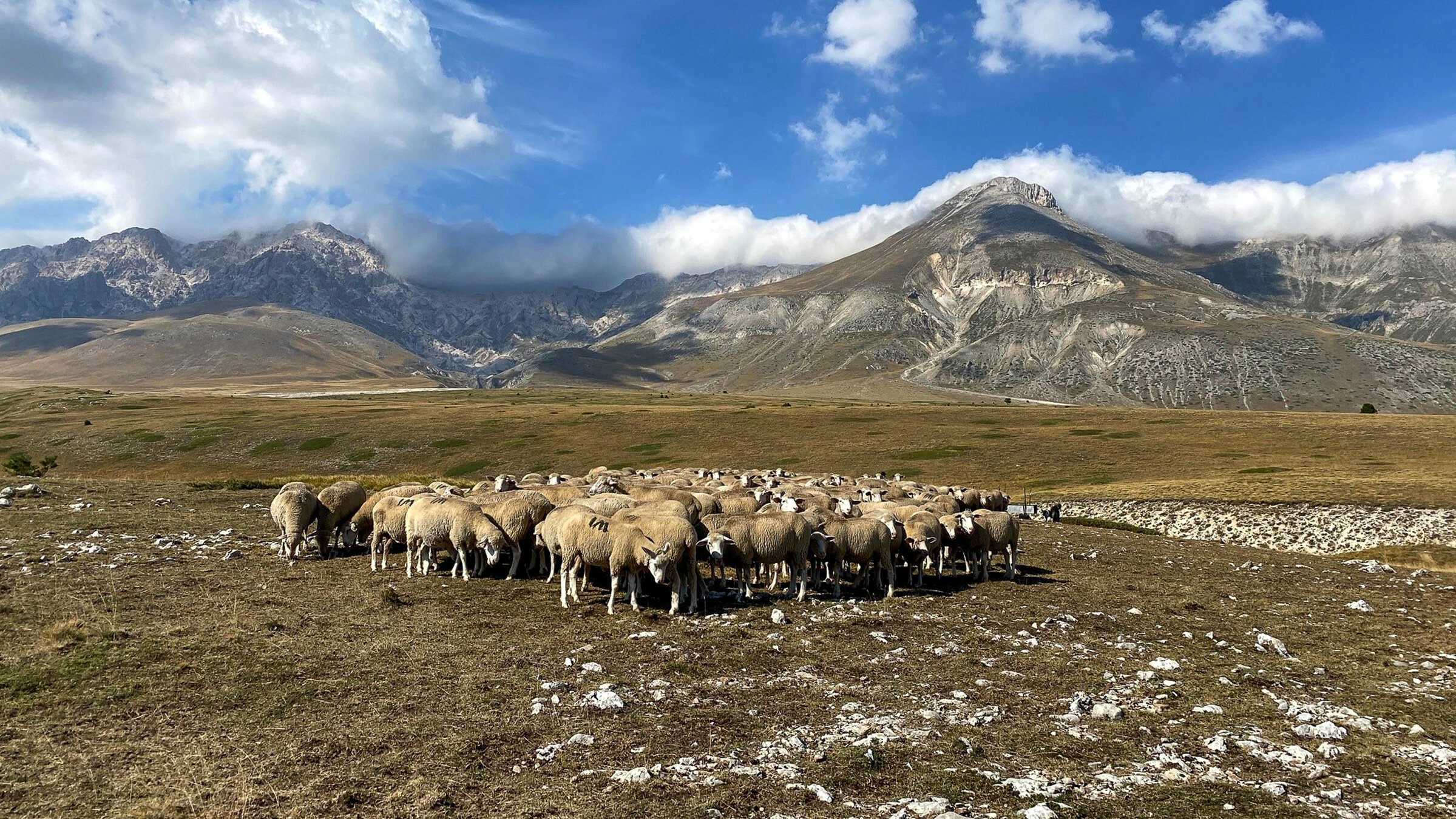 Der Apennin - Italiens Naturparadies (2/2) - Von den Abruzzen nach Kalabrien": Auf der Hochebene des Campo Imperatore weiden seit der vorrömischen Zeit Schafe.