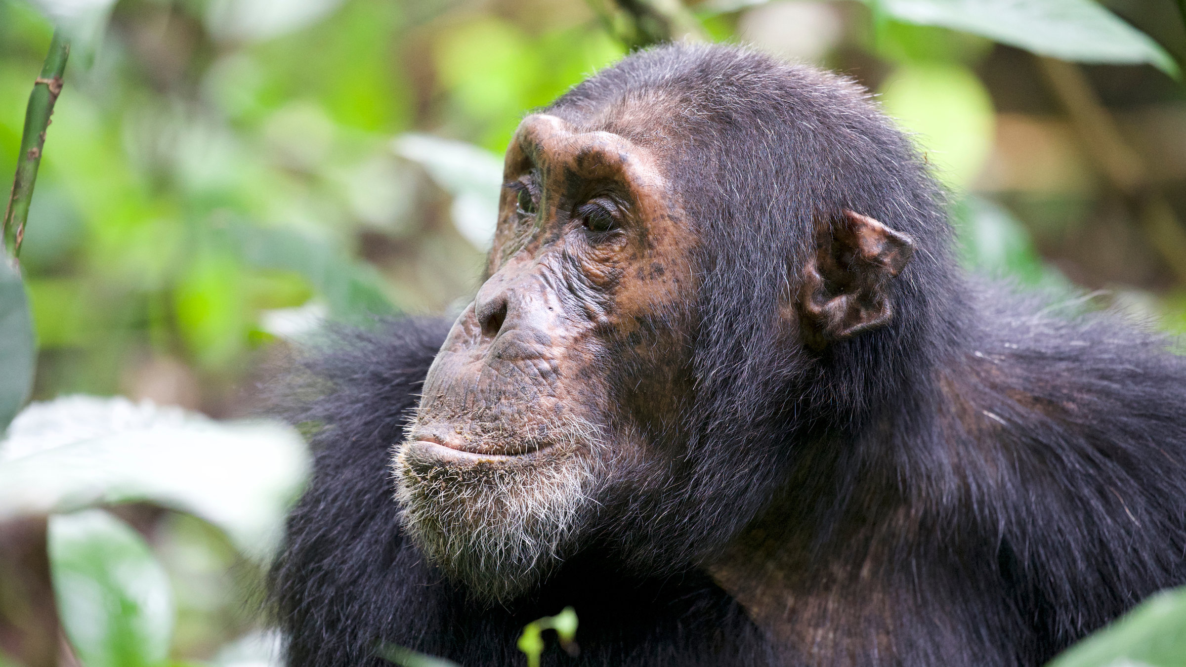 "Terra X: Kielings wilde Welt - Nahe Verwandte": Nahaufnahme eine Schimpansen.