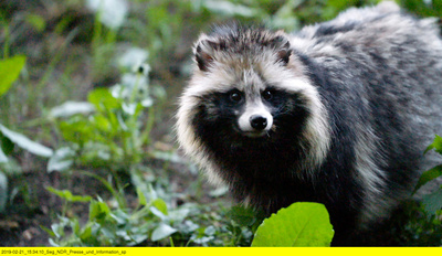 Mecklenburg und die neuen Wilden