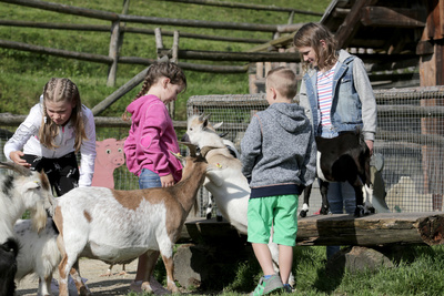Unter Wölfen, Bären und Geiern - Ein Jahr im Wildpark Mautern