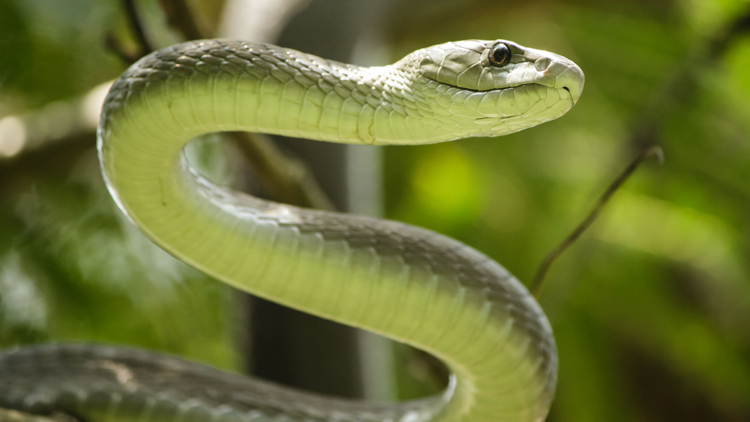 "Schwarze Mamba - Der Kuss des Todes": Schwarze Mamba.