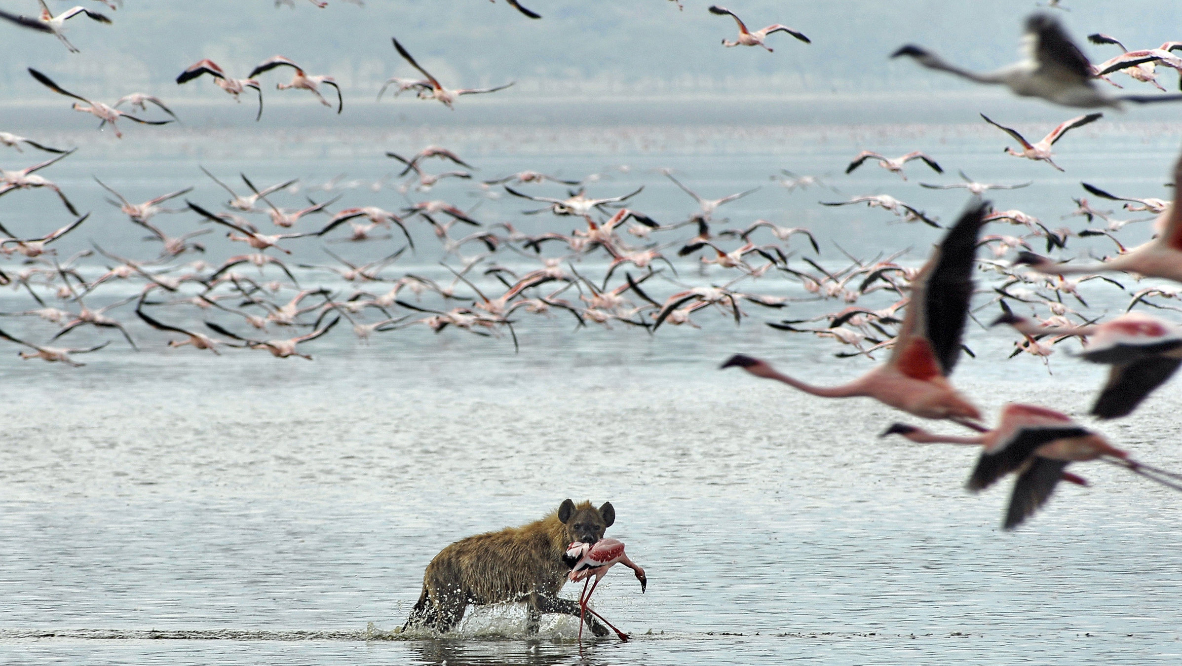"Rift Valley: Der große Graben - Von Sodaseen und Binnenmeeren": Hyäne auf der Jagd im Lake Nakuru.