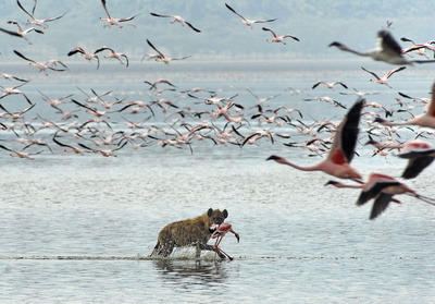 Rift Valley - Der große Graben (2/3)