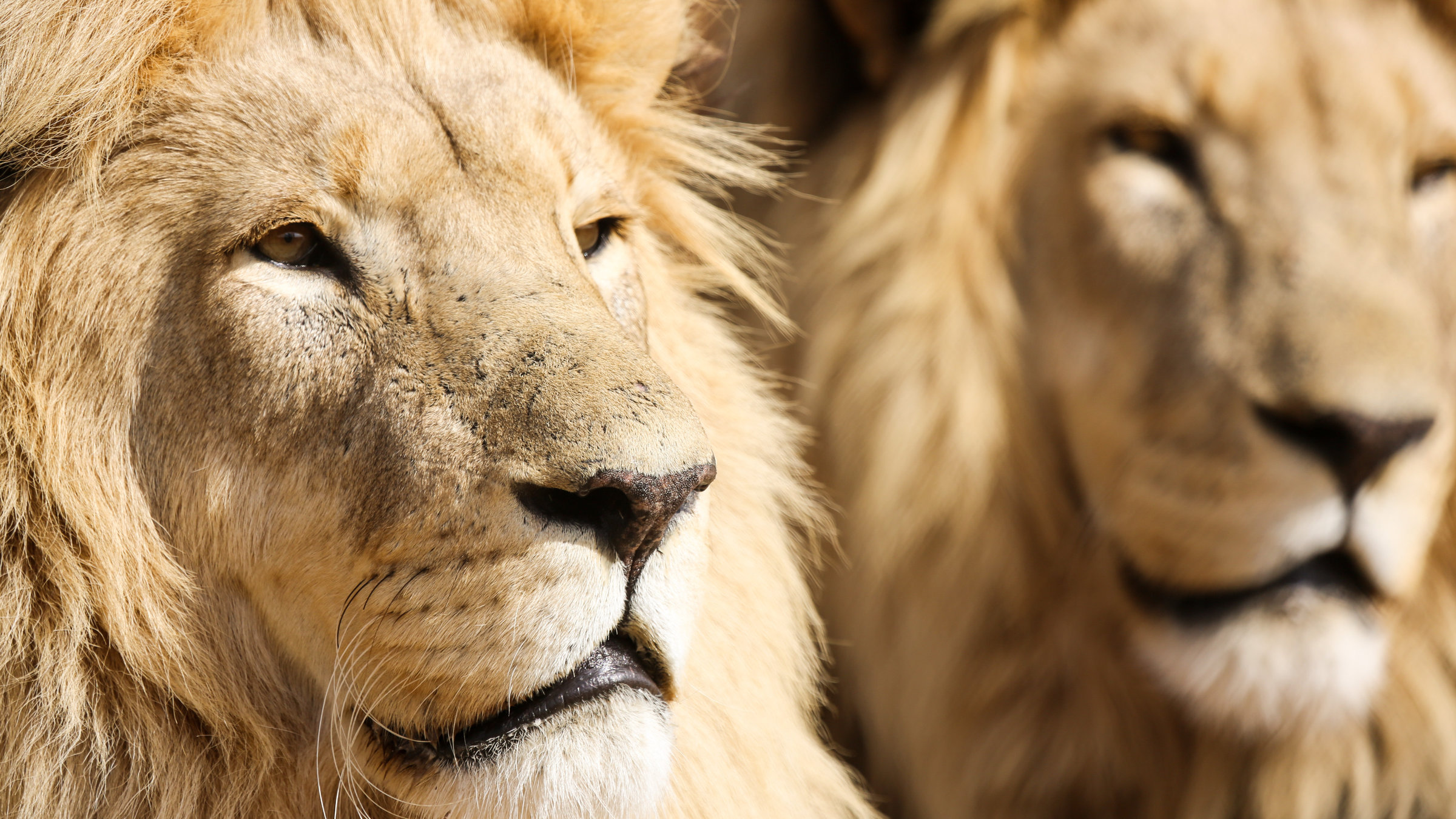 "Lionsrock: Die Heimkehr des Königs" - Löwen in Lionsrock.