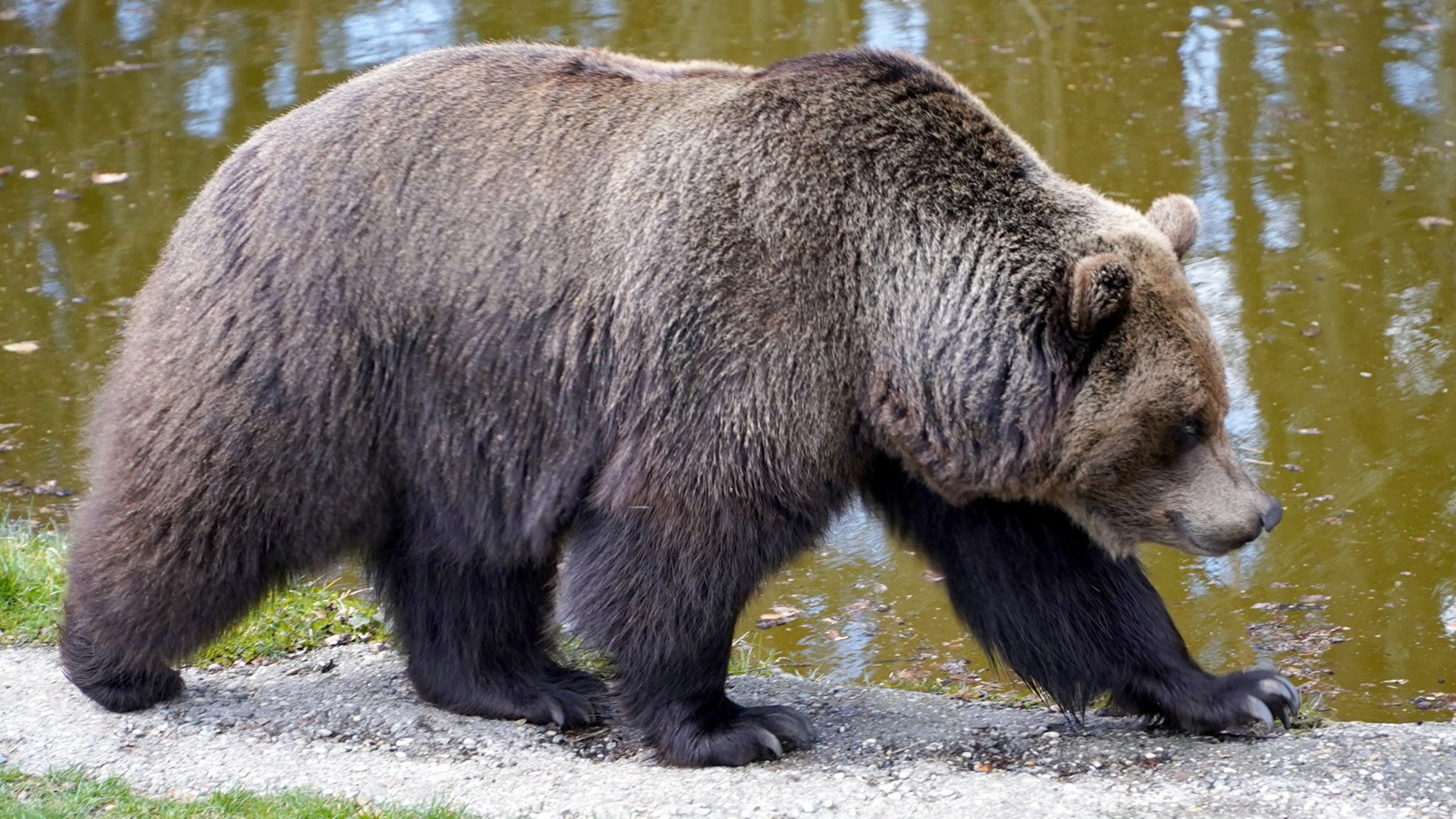 "Rund um den Ottensteiner Stausee": Bär.