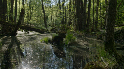 Unsere Wälder - Im Reich des Wassers