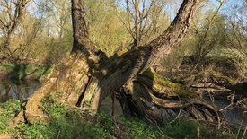 Kielings wilde Welt: Wilde Nachbarn