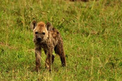 Hyänen - Die Königinnen der Masai Mara