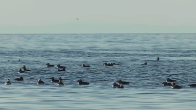 Islands Papageitaucher - Geliebt und gefährdet