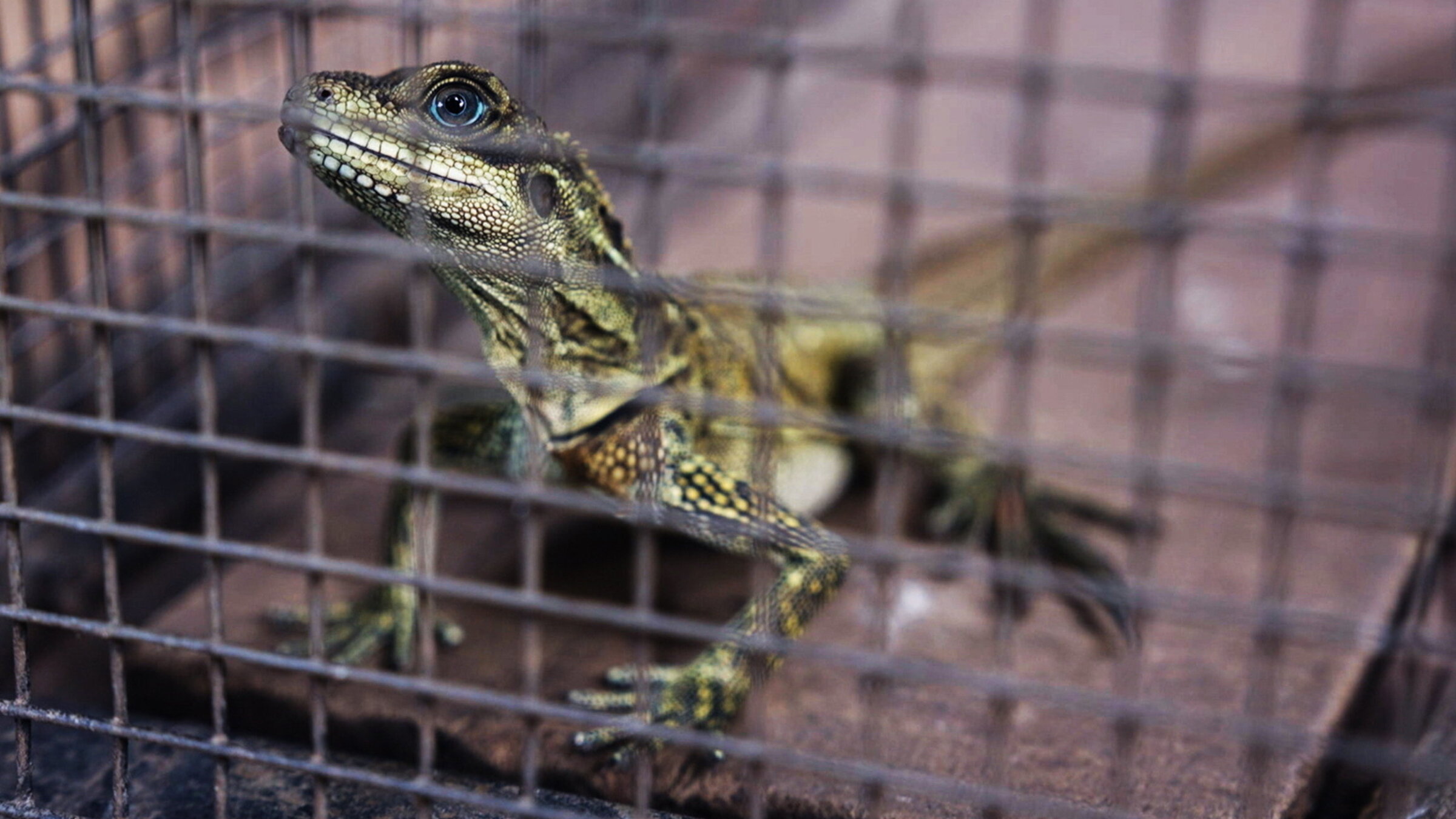 "Der verlorene Drache – Im Visier skrupelloser Tierhändler": Der Silberwaran.