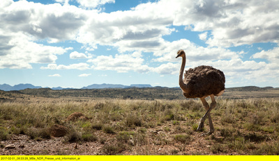 Wildes Südafrika - Wo die Wüste blüht