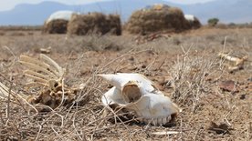 makro: Krieg, Klimawandel, Hungersnot –<br/>Globale Landwirtschaft in der Krise