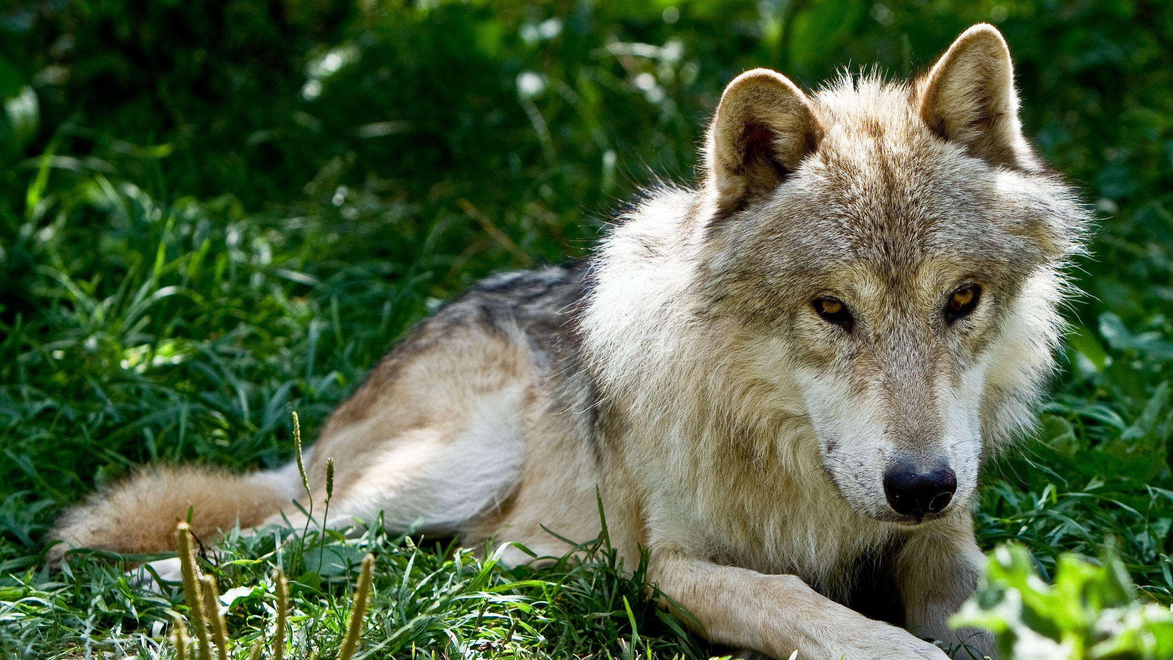 "Mit Wölfen unter einer Decke: Im Rudel geht es rund": Wolf Nanuk.