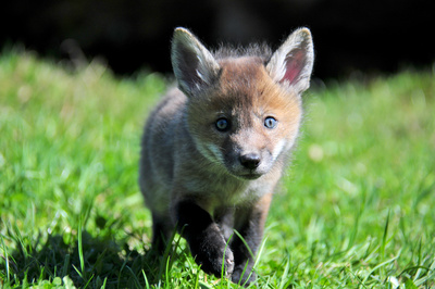 Unter Wölfen, Bären und Geiern - Ein Jahr im Wildpark Mautern