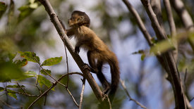 Tierkinder der Wildnis: Chico, der Kapuzineraffe