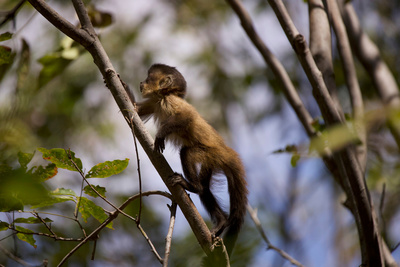 Tierkinder der Wildnis (1/5)