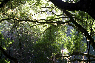 Europas Urwälder: La Gomeras Nebelwald